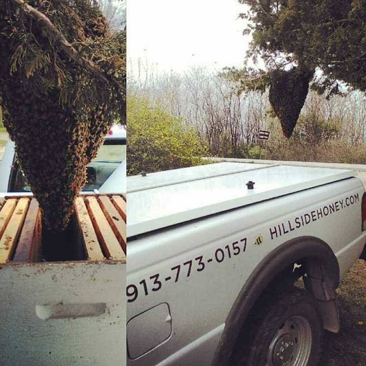Bee Swarm Referral